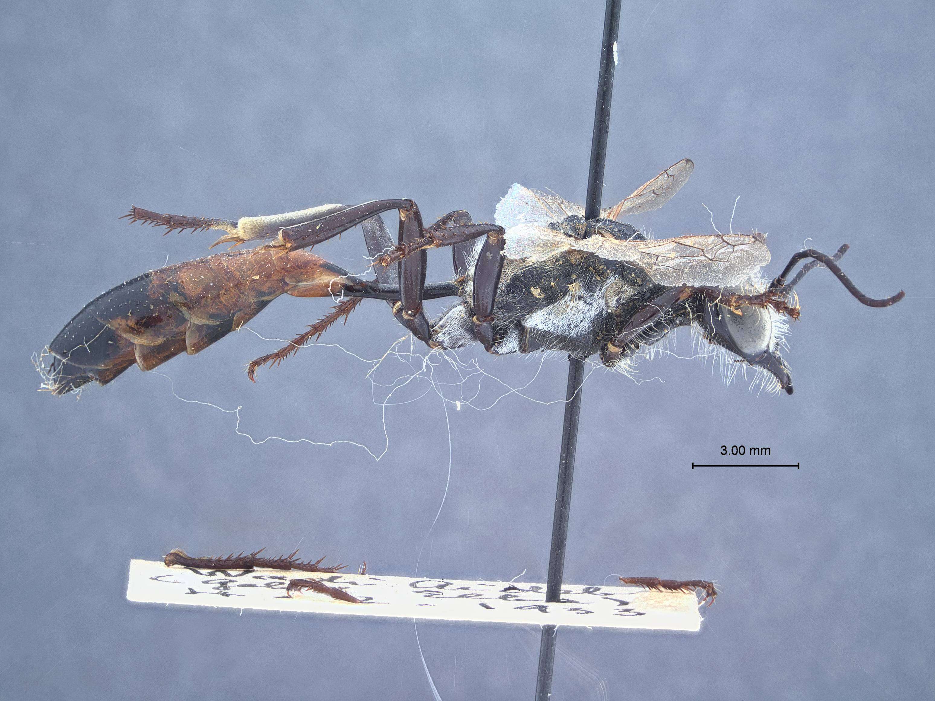 Image of Parapsammophila algira (Kohl 1901)