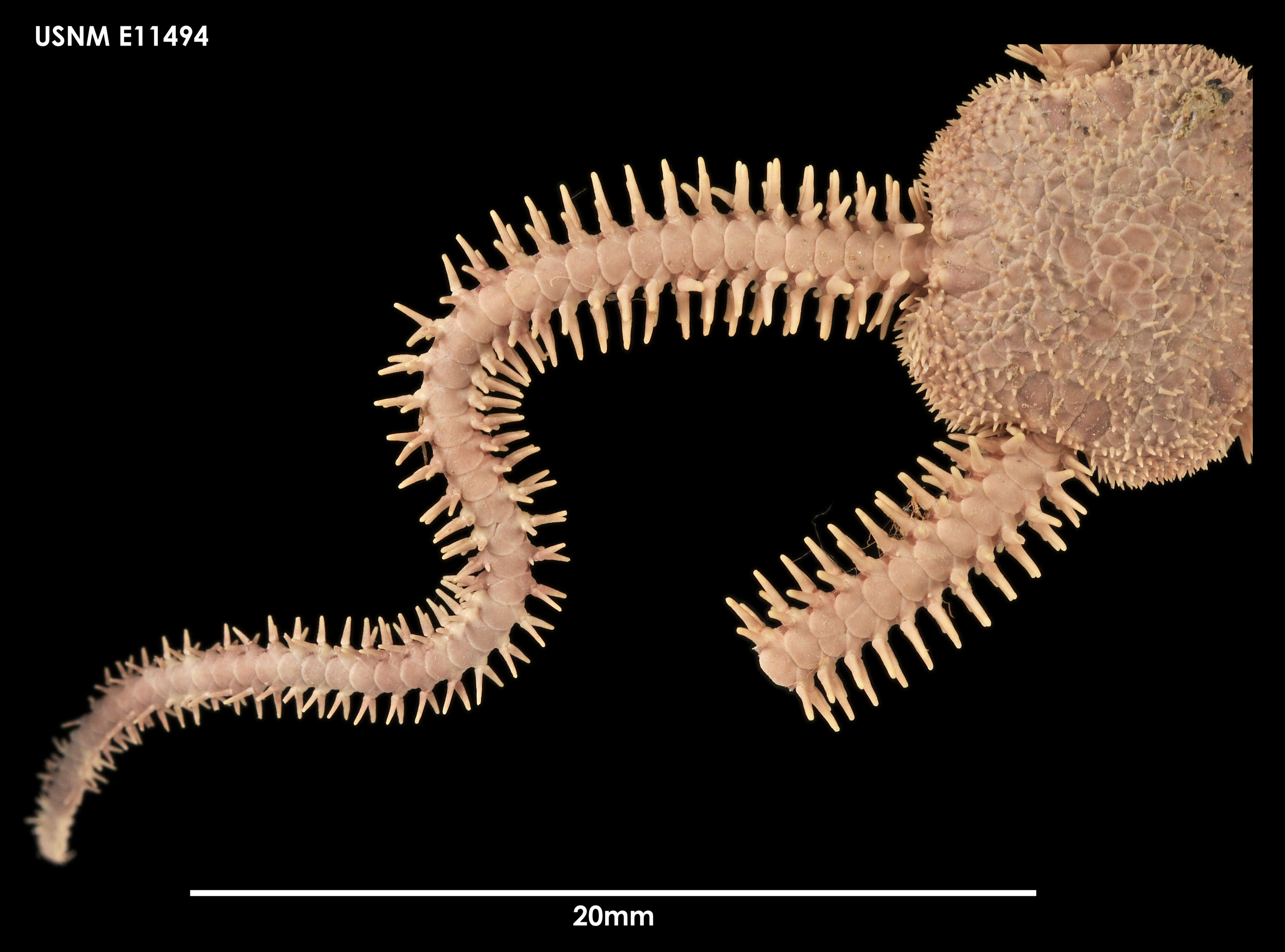 Image of Ophiactis asperula (Philippi 1858)