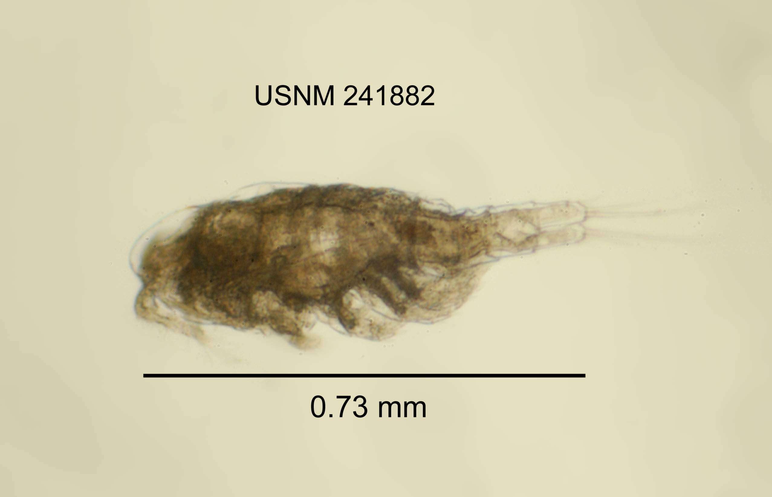 Paracyclops fimbriatus chiltoni (Thomson G. M. 1883)的圖片