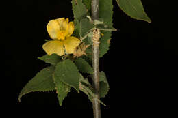 Sivun Pseudabutilon paniculatum (Rose) R. E. Fries kuva