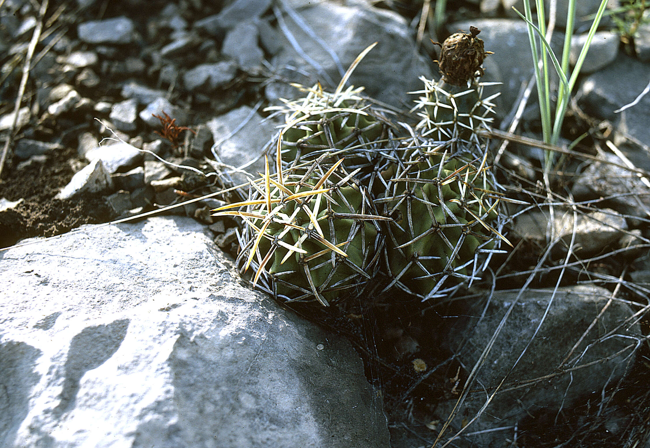 Image de Echinocereus fendleri subsp. fendleri