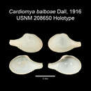 Image of Cardiomya balboae Dall 1916