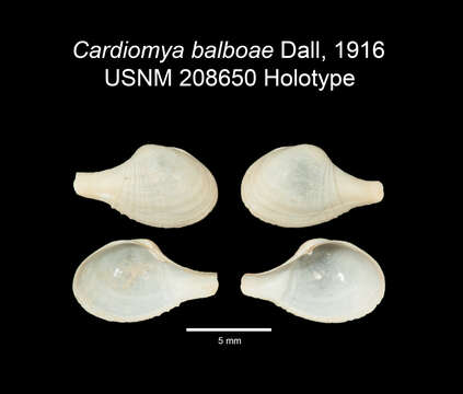 Image of Cardiomya balboae Dall 1916