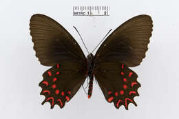 Image of Parides photinus (Doubleday 1844)