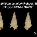 Image of Cerithidium actinium Rehder 1980