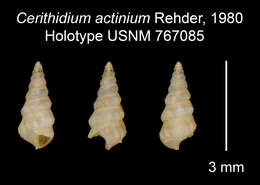 Image of Cerithidium actinium Rehder 1980