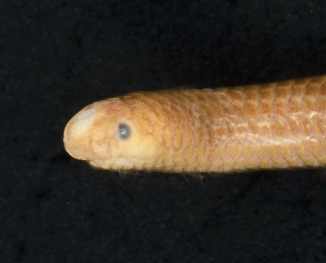 Image of Klauber's Blind Snake
