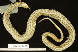 Image of Thamnophis eques eques (Reuss 1834)