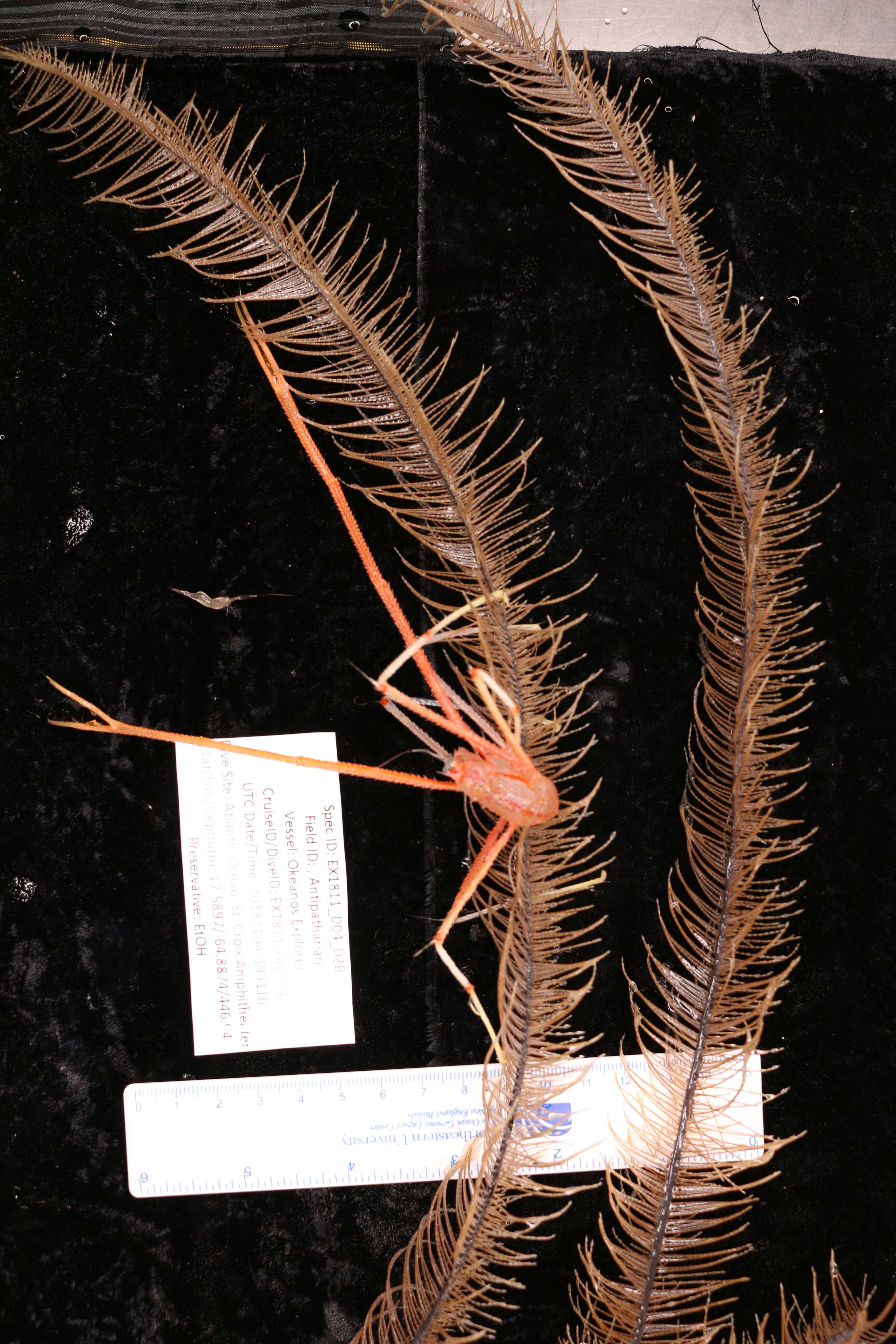 Image of Four-stick Black Coral