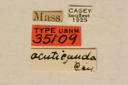 Imagem de Typocerus acuticauda Casey 1913