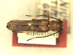 Image of Thranius dentatipennis Gressitt 1954