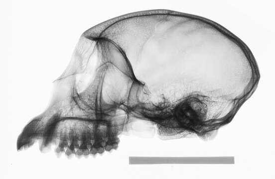 Plancia ëd Cercopithecus cephus cephodes Pocock 1907