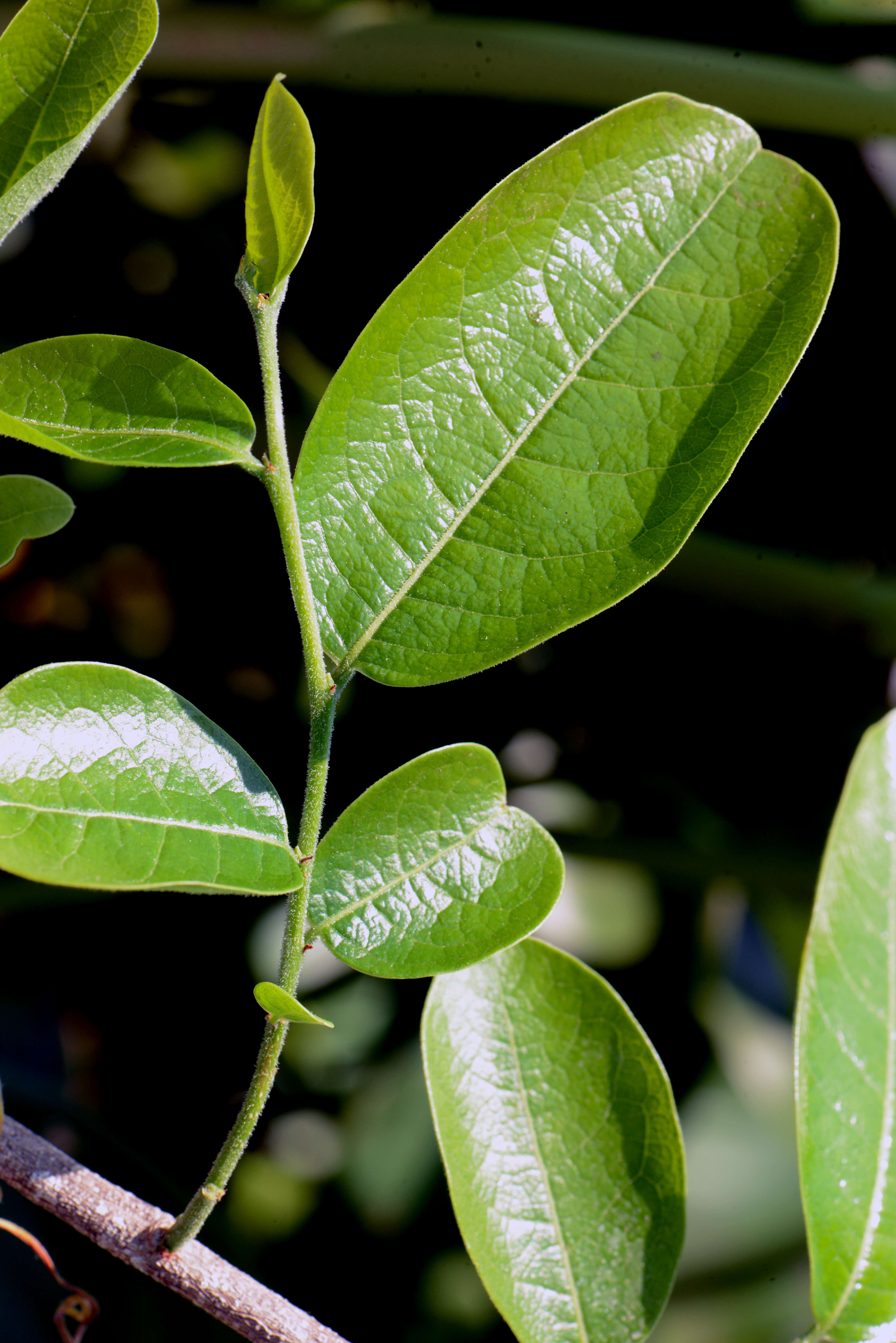 Image of Margaritaria L. fil.