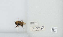 Image of Bombus melanurus Lepeletier 1836