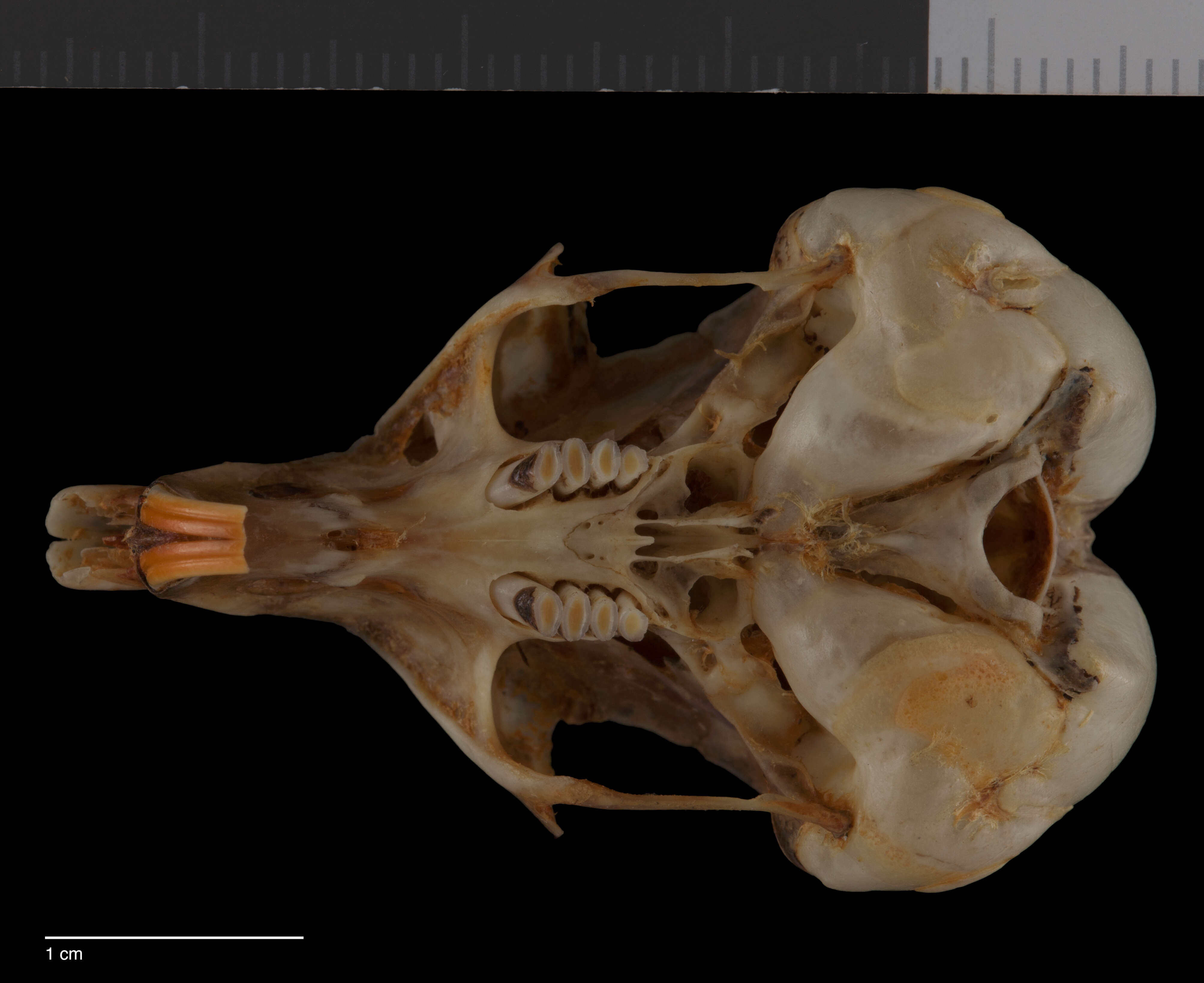 Image of Nelson's Kangaroo Rat