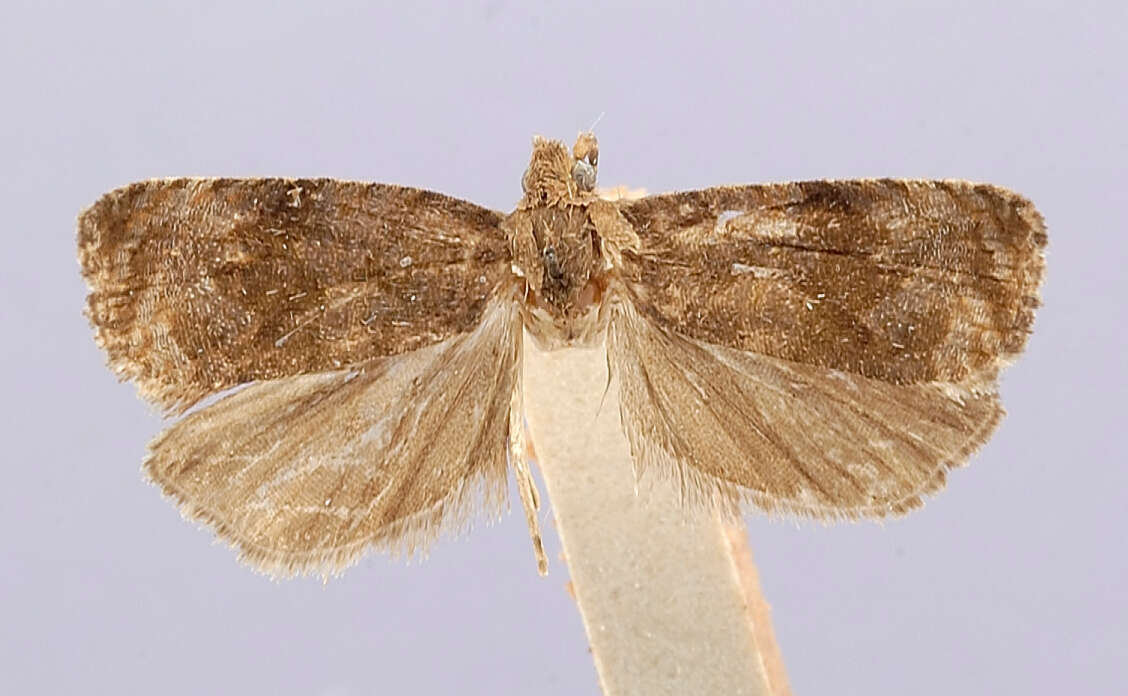 Image of Endothenia infuscata Heinrich 1923