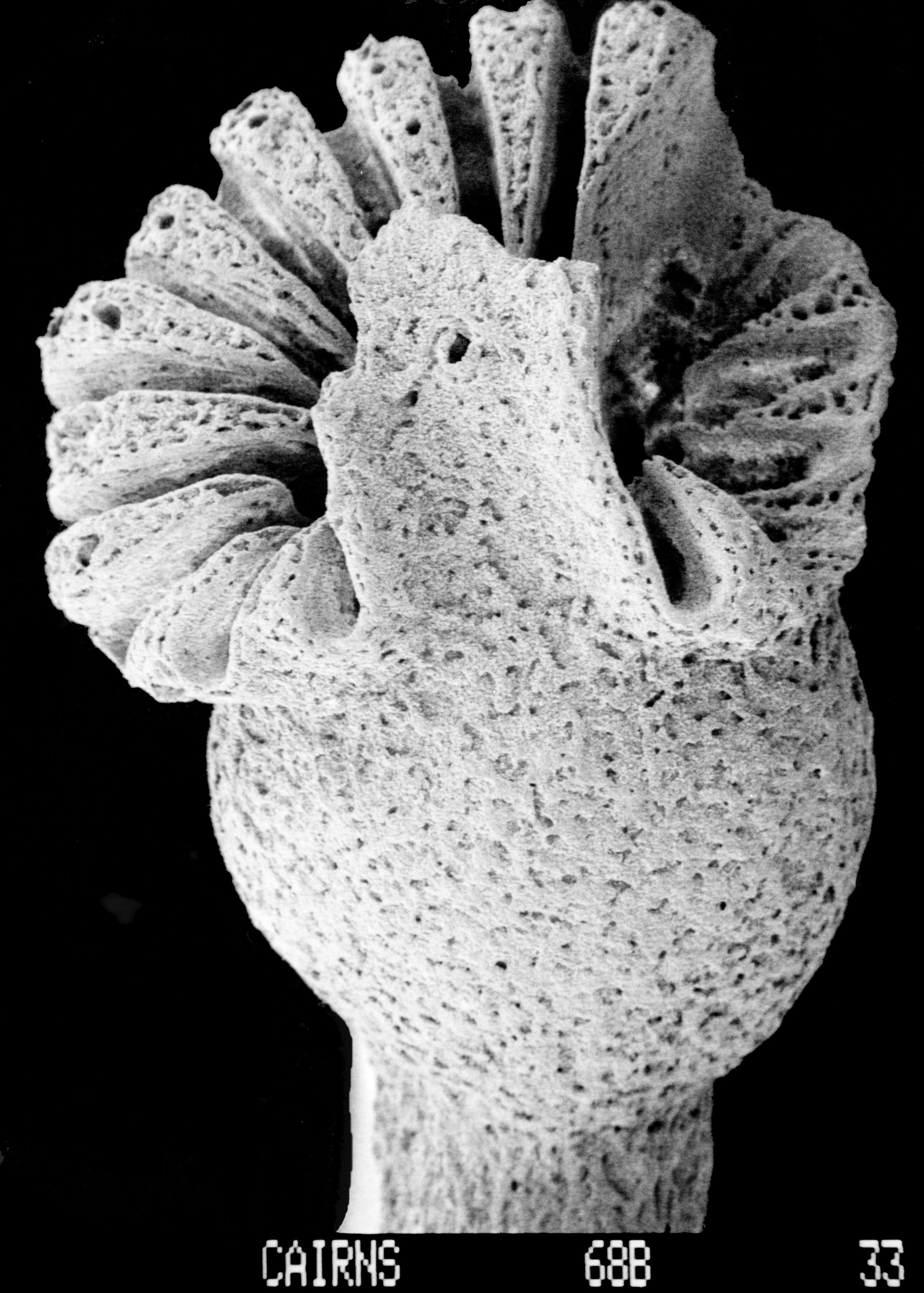Image of Crypthelia formosa Cairns 1983