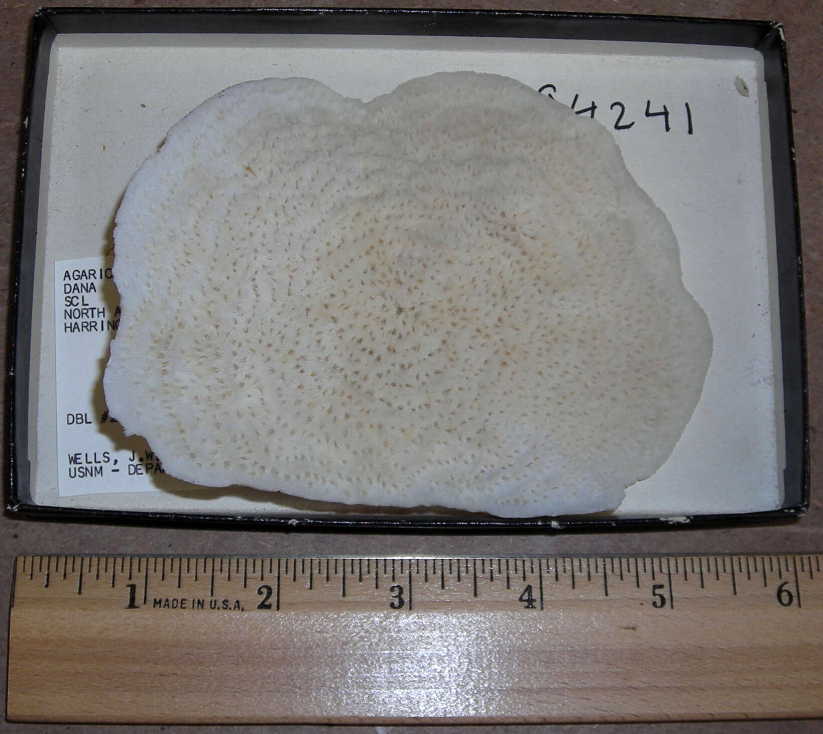 Image of Agaricia fragilis Dana 1846