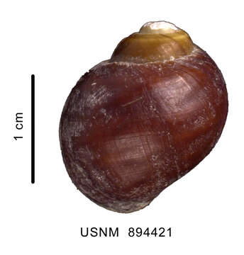 Image of Amauropsis aureolutea (Strebel 1908)