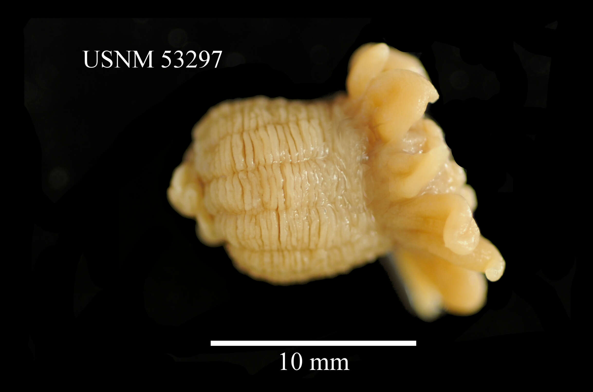 Image of Halcampoides Danielssen 1890