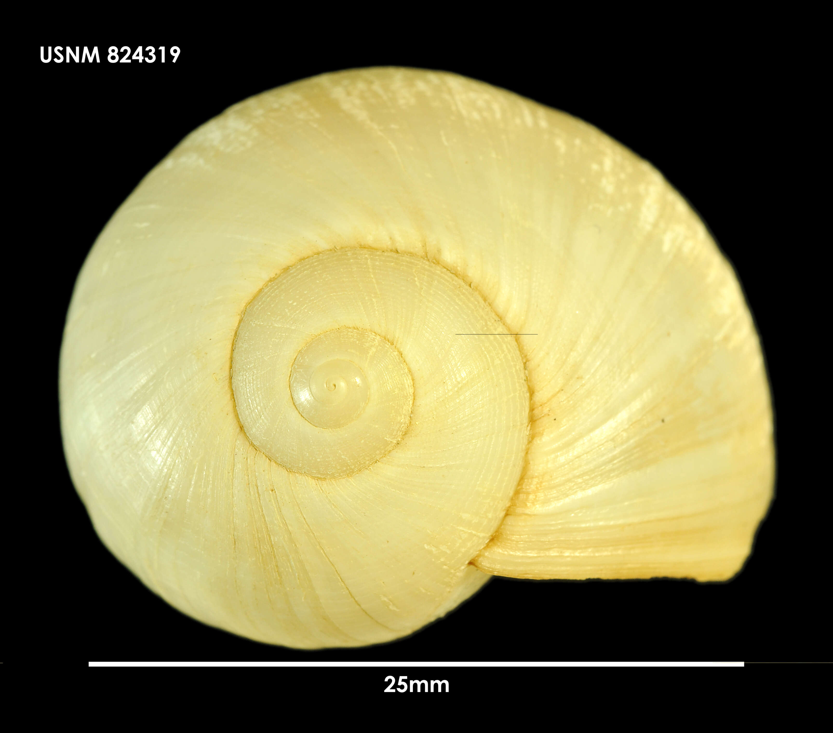 Image of Globisininae Powell 1933