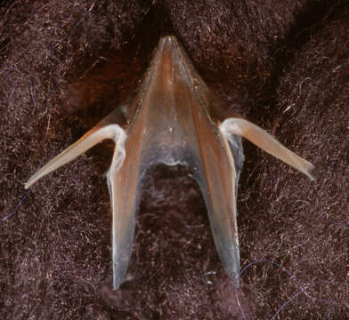 Image of arrow-finned squid