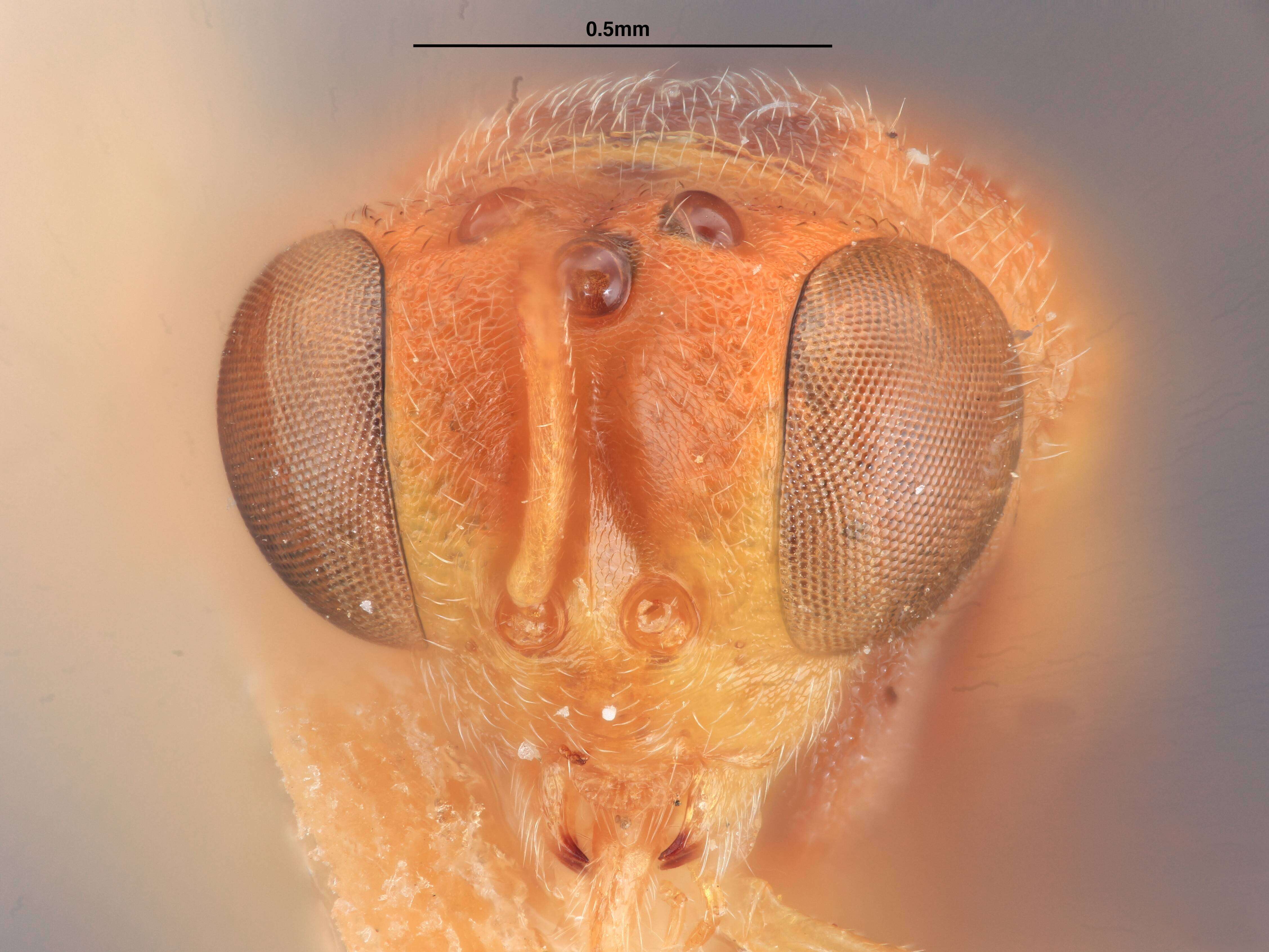 Image of Spilochalcis syrphidis Wolcott 1924