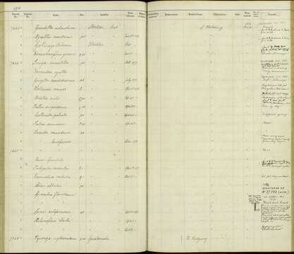 Plancia ëd Phalacrocorax auritus (Lesson & R 1831)