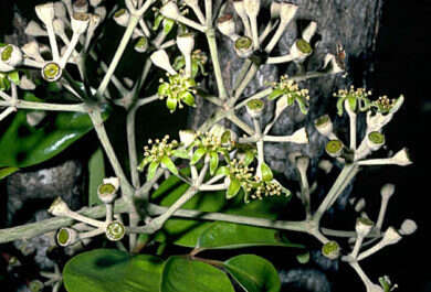 Image de Polyscias hawaiensis (A. Gray) Lowry & G. M. Plunkett