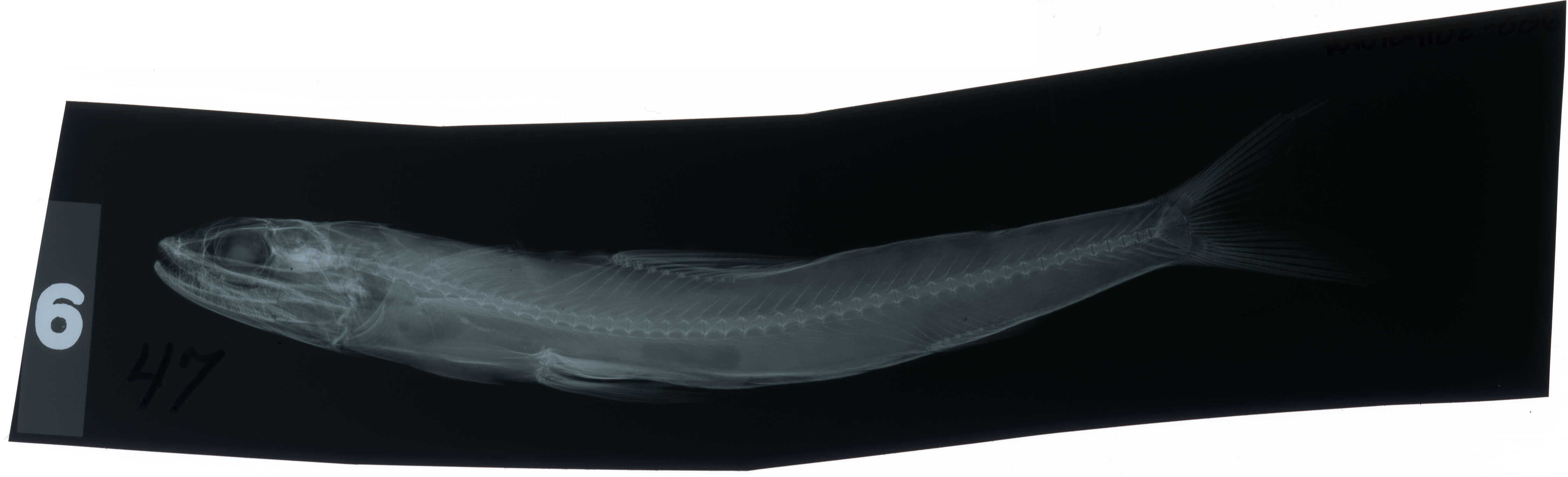 Image of Brushtooth lizardfish