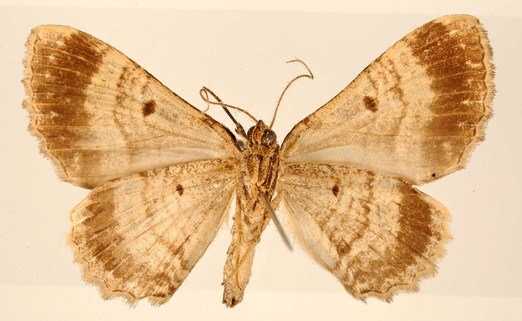 Plancia ëd Pterocypha tabascana Schaus 1901