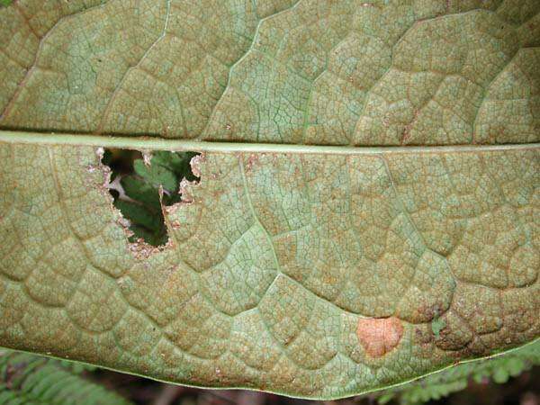 Image de Pittosporum gayanum Rock