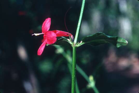 Image of Yerba-Maravilla