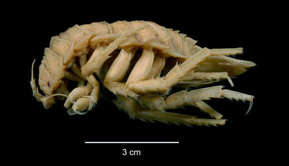 Image of Giant Antarctic isopod