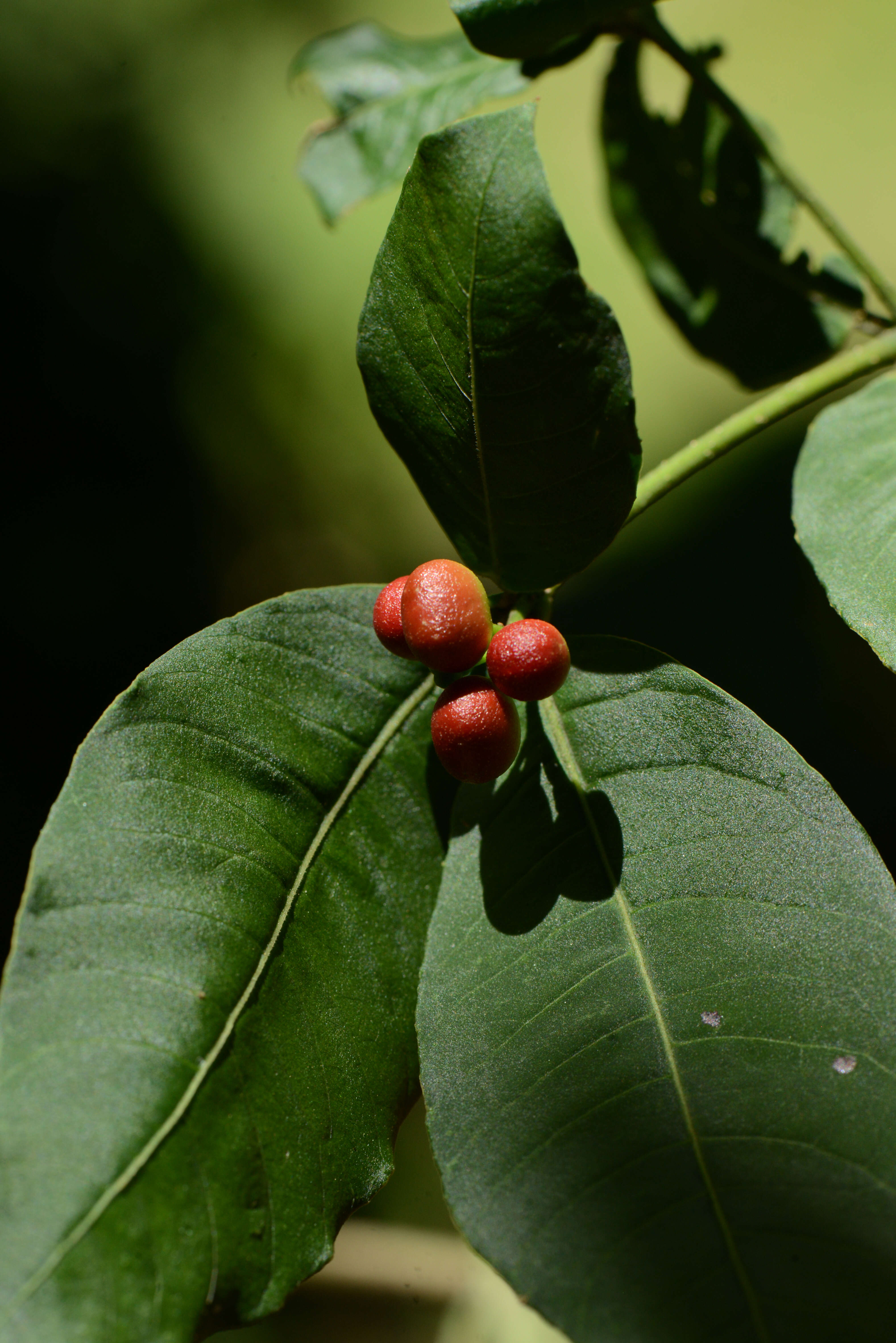 Image of be still tree