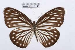 Image of Pareronia valeria (Cramer (1776))