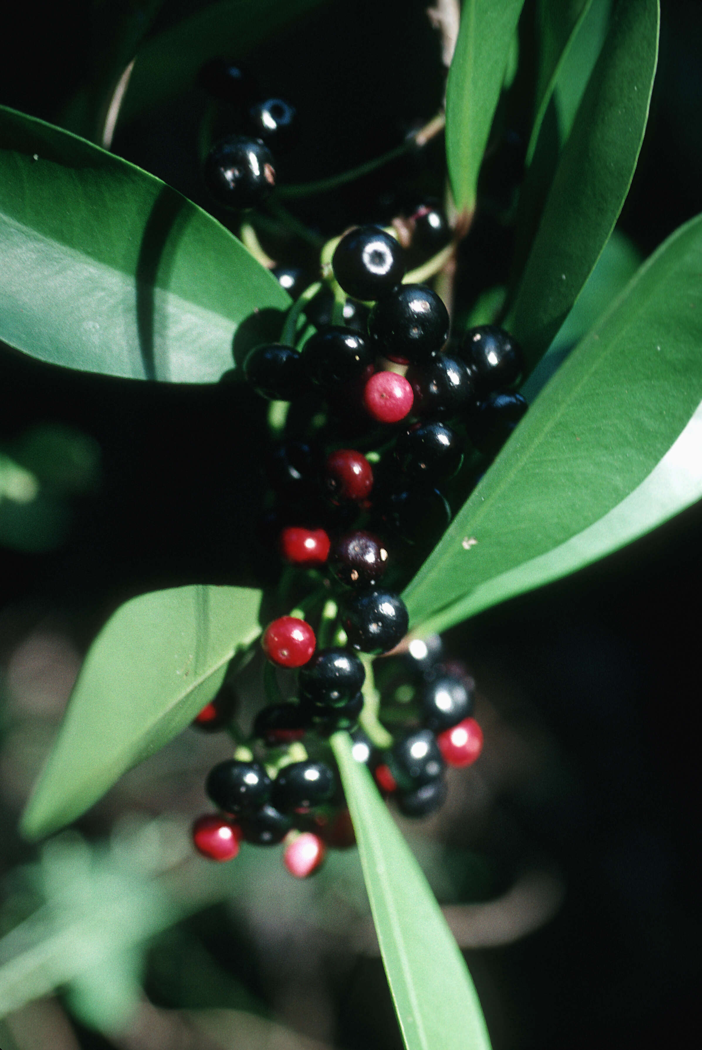 Plancia ëd Ardisia elliptica Thunb.