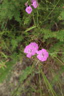 Image of Beach False Foxglove