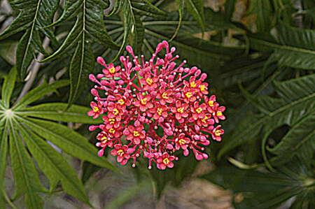 Image of Coral tree