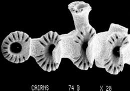Image of Calyptopora reticulata Boschma 1968