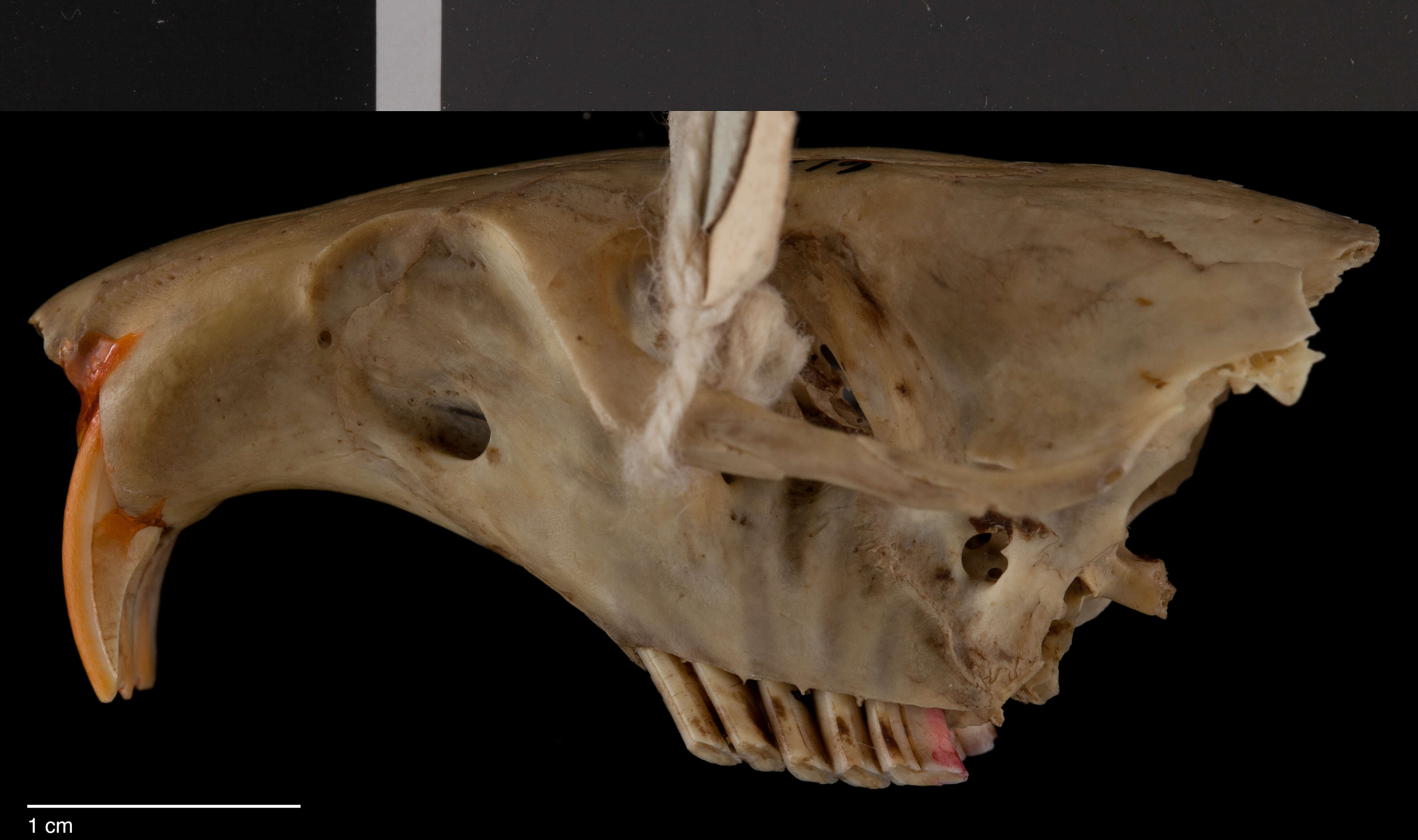 Image de Orthogeomys grandis latifrons Merriam 1895