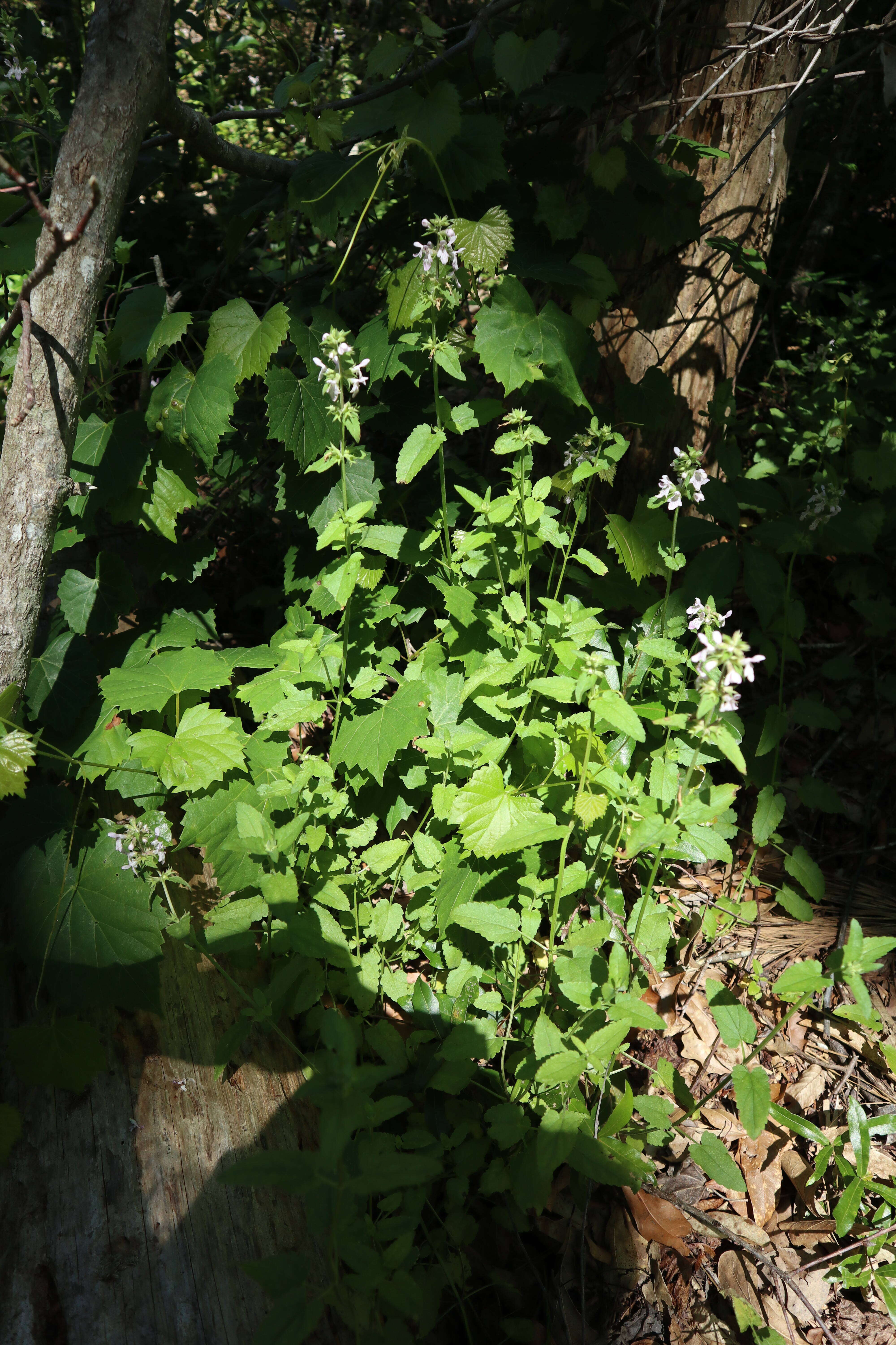 Слика од Stachys floridana Shuttlew. ex Benth.