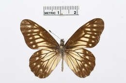 Image of Catasticta reducta Butler 1896