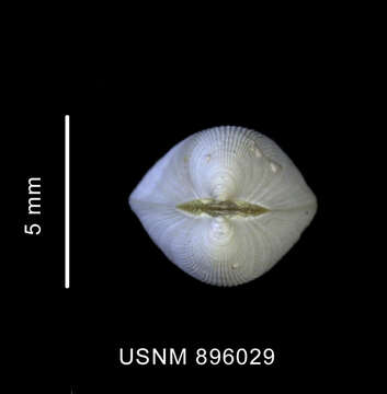 Image of Limatula ovalis (Thiele 1912)