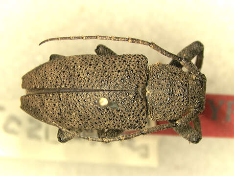 Image of Rhytiphora astrolabei Tavakilian & Nearns 2014