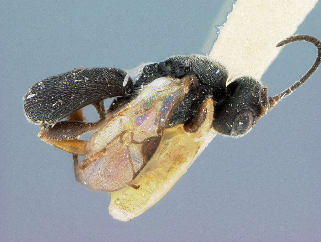 Image of Chelonus prunicola McComb 1968