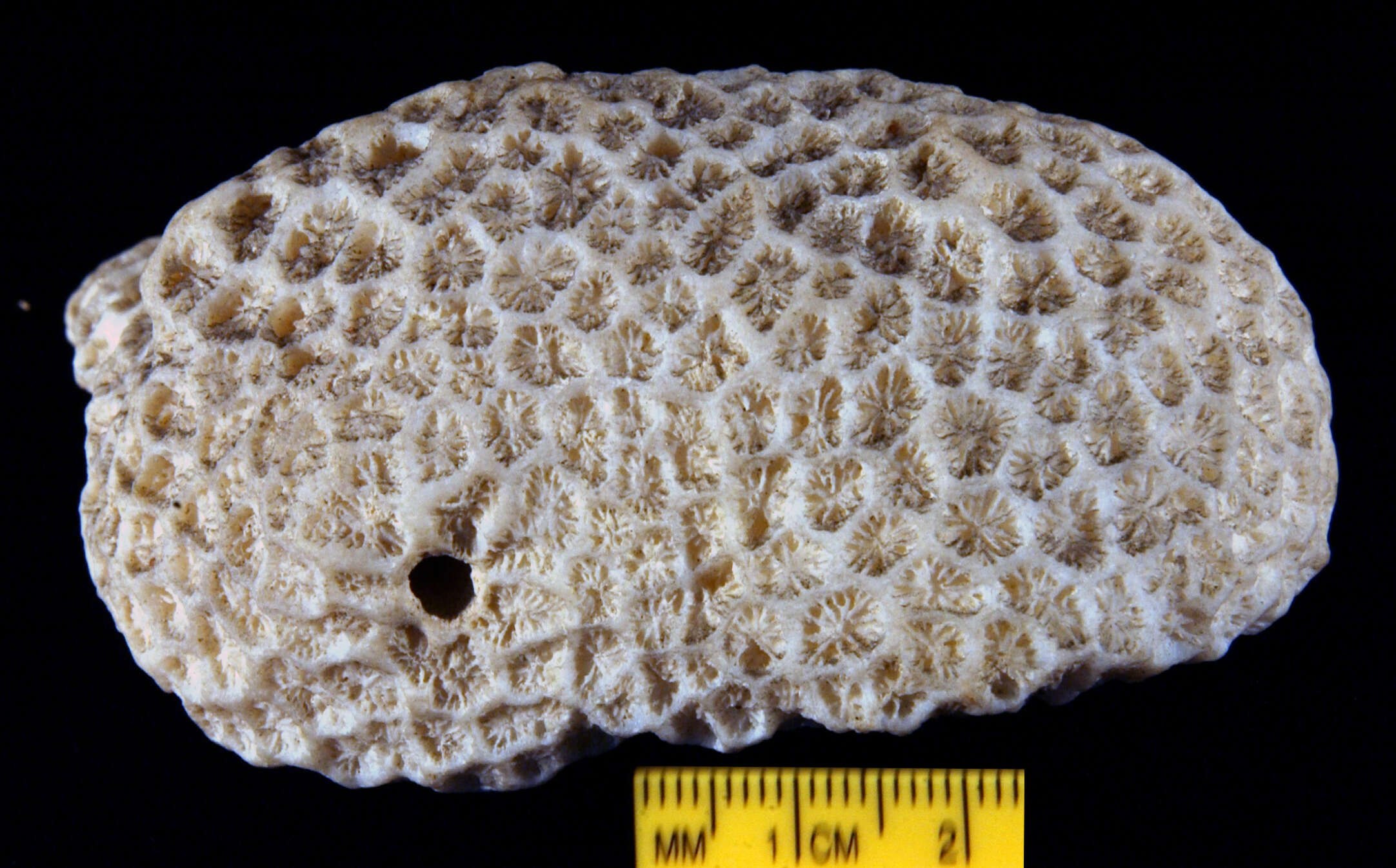 Image of lesser star coral