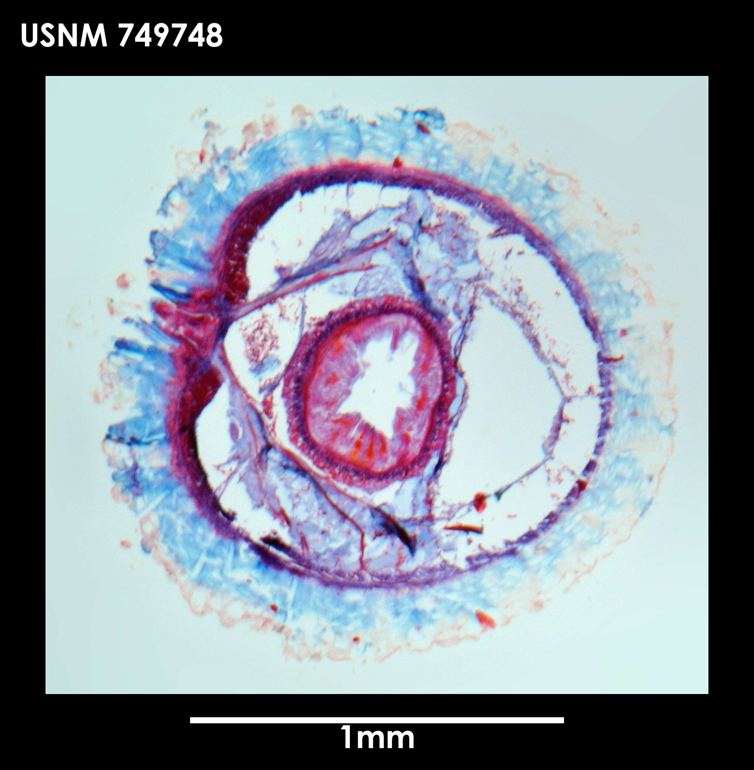 Image of Syngenoherpia sanguicuneosa Salvini-Plawen 1978