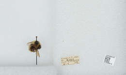 Image of Frigid Bumble Bee