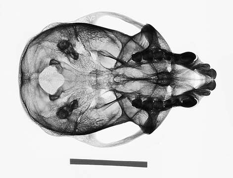 Image of Cercopithecus mitis stuhlmanni Matschie 1893